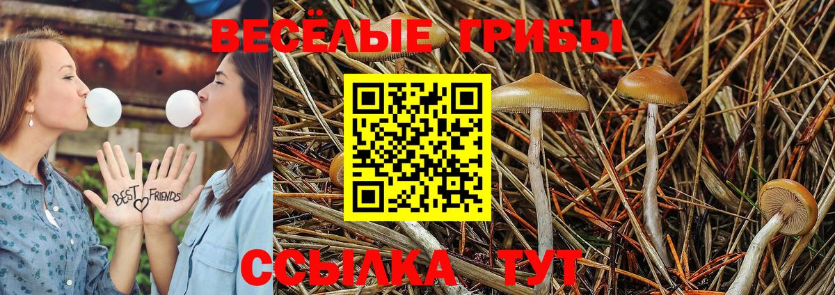 Галлюциногенные грибы Cubensis Тольятти